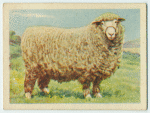 Romney Marsh ram.