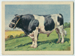 Friesland bull.