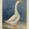 Chinese gander.