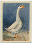 Chinese gander.