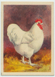 White Orpington cock.