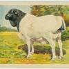 Black-headed Persian ram.