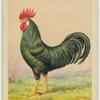 English Black Leghorn cock.