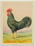 English Black Leghorn cock.