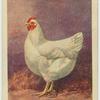 White Plymouth Rock hen.
