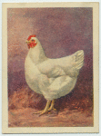 White Plymouth Rock hen.