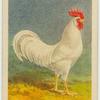 English White Leghorn cock.