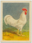 English White Leghorn cock.