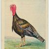 American Bronze turkey.