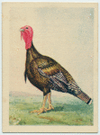 American Bronze turkey.