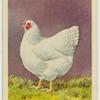 White Wyandotte hen.