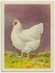 White Wyandotte hen.