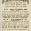 White Wyandotte hen.