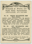 White Wyandotte hen.