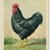 Black Plymouth Rock cock.