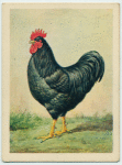 Black Plymouth Rock cock.