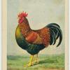 Barnevelder cock.