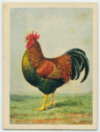Barnevelder cock.