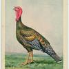 American Bronze turkey hen.