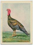 American Bronze turkey hen.