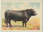 Aberdeen Angus bull.