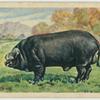 Large Black boar.