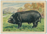 Large Black boar.