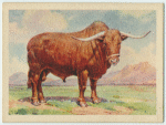 Afrikander bull.