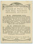 Afrikander bull.