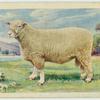 Ryeland ram.