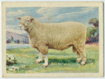 Ryeland ram.