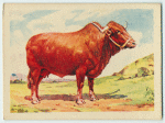 Afrikander cow.