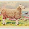 Border Leicester ram.