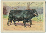 Galloway bull.