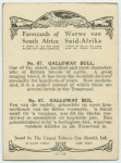 Galloway bull.