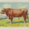 Dairy Shorthorn bull.