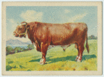 Dairy Shorthorn bull.