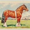 Clydesdale stallion.