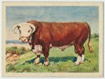 Hereford bull.