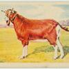 Anglo Nubian goat.