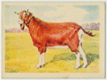 Anglo Nubian goat.