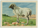 Afrikander ram.