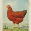 Rhode Island Red hen.