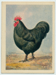 Black Orpington cock.