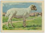 Afrikander ewe.