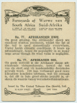 Afrikander ewe.