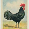 Black Minorca cock.