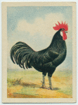 Black Minorca cock.