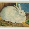 Angora rabbit.