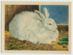 Angora rabbit.